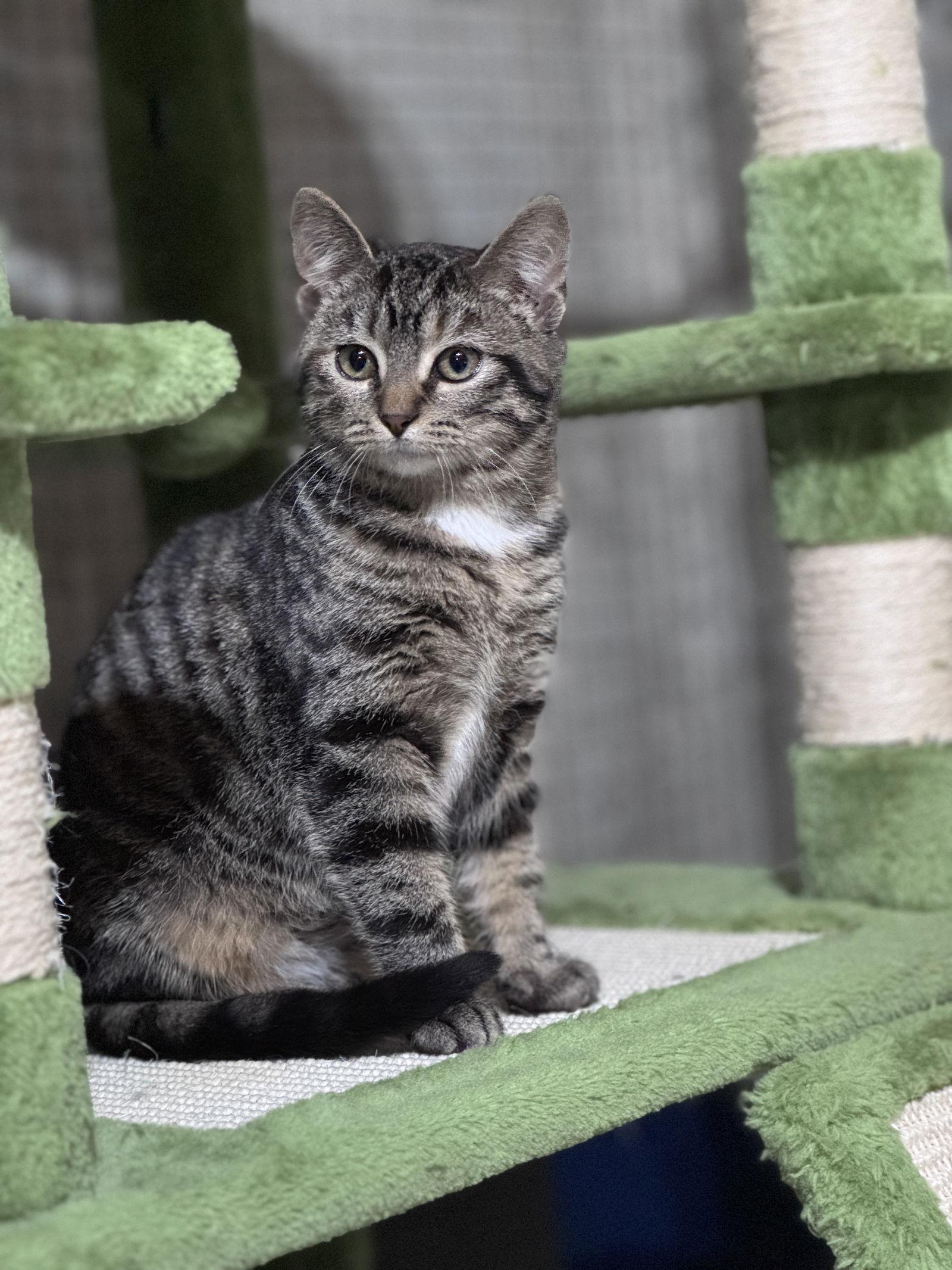 Enlarge Bean, a Adoptable Domestic Short Hair in Lake Saint Louis, MO image 2/2