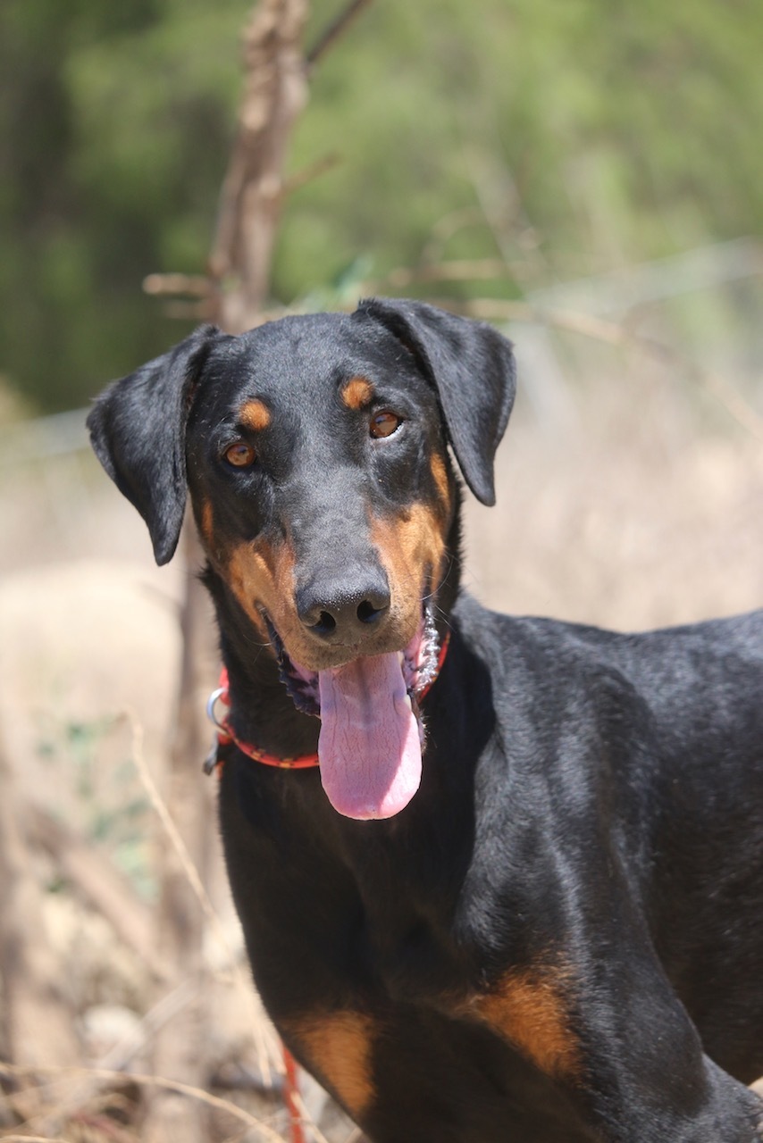Tom, Adoptable, Adult Male Doberman Pinscher.