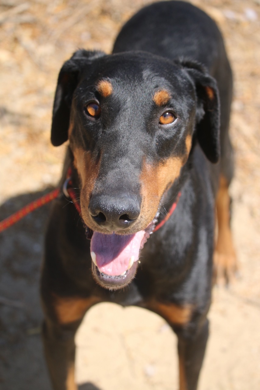 Enlarge Tom, a Adoptable Doberman Pinscher in Fillmore, CA image 2/12