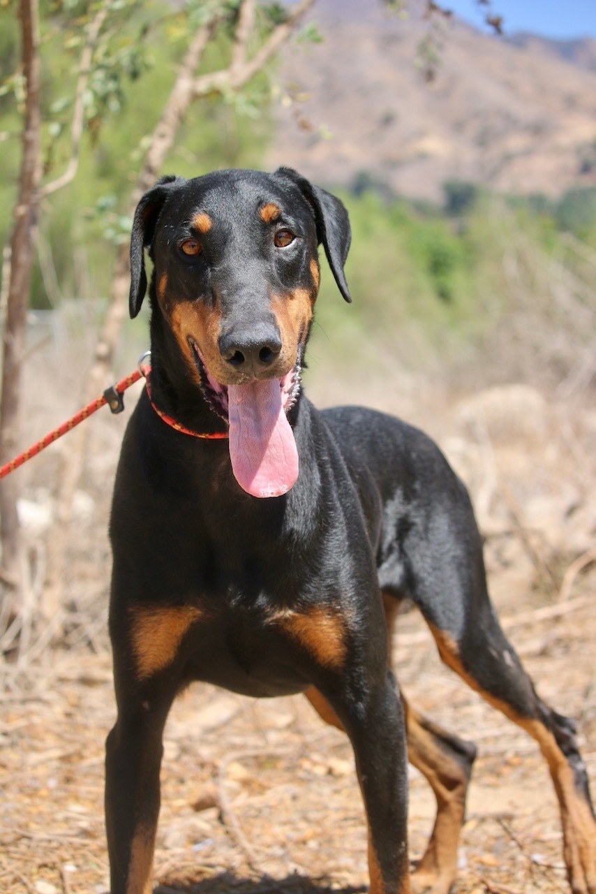 Enlarge Tom, a Adoptable Doberman Pinscher in Fillmore, CA image 3/12