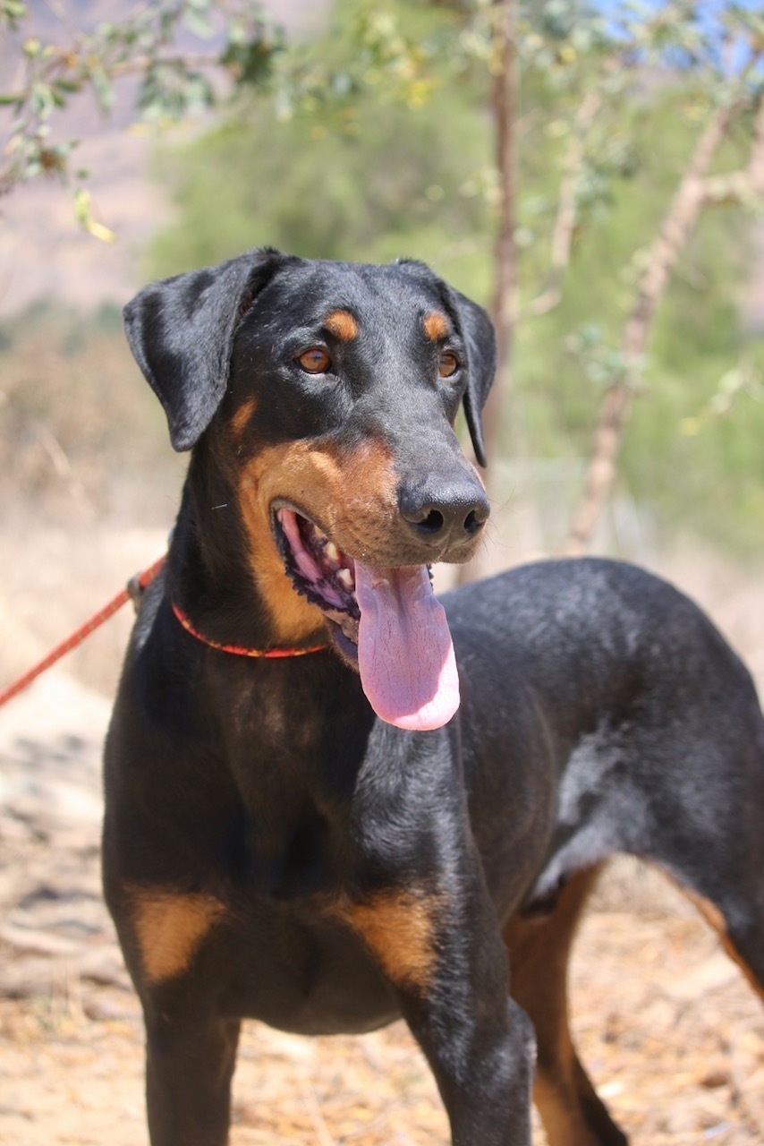 Enlarge Tom, a Adoptable Doberman Pinscher in Fillmore, CA image 4/12