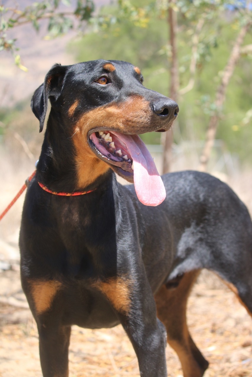 Enlarge Tom, a Adoptable Doberman Pinscher in Fillmore, CA image 5/12