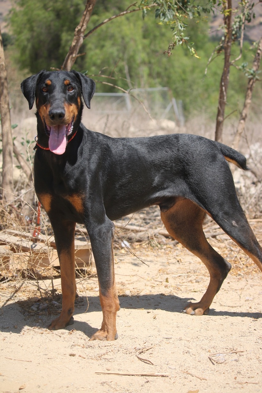 Enlarge Tom, a Adoptable Doberman Pinscher in Fillmore, CA image 6/12