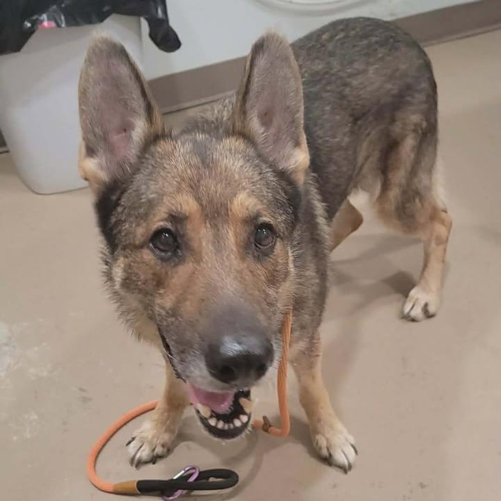 Fresier, Adoptable, Adult Male German Shepherd Dog & Mixed Breed.