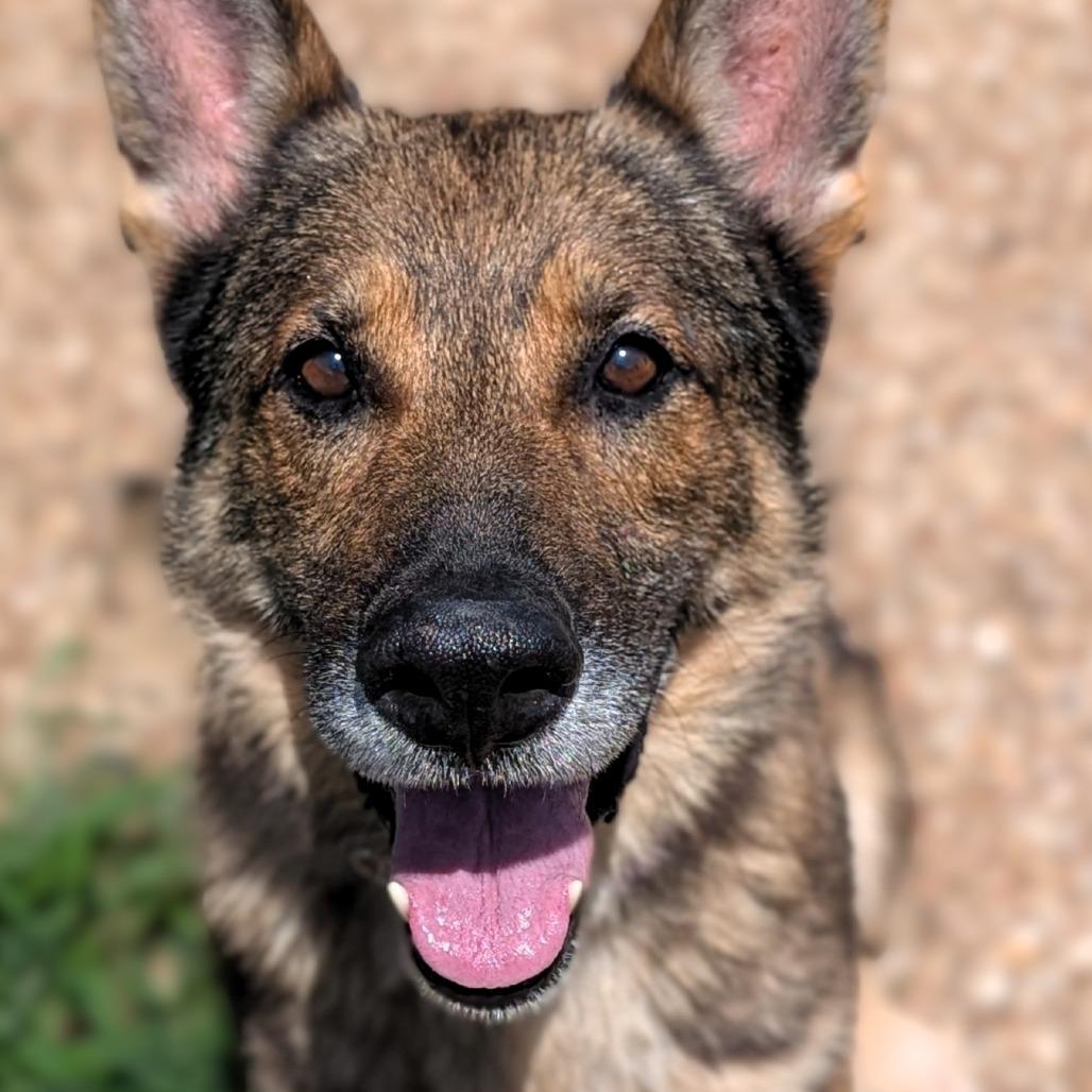 Enlarge Fresier, a Adoptable mixed breed in Buchanan Dam, TX image 2/4