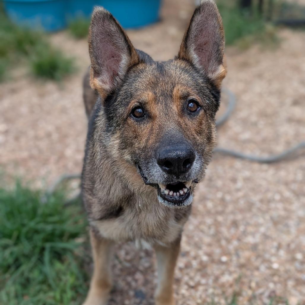 Enlarge Fresier, a Adoptable mixed breed in Buchanan Dam, TX image 3/4