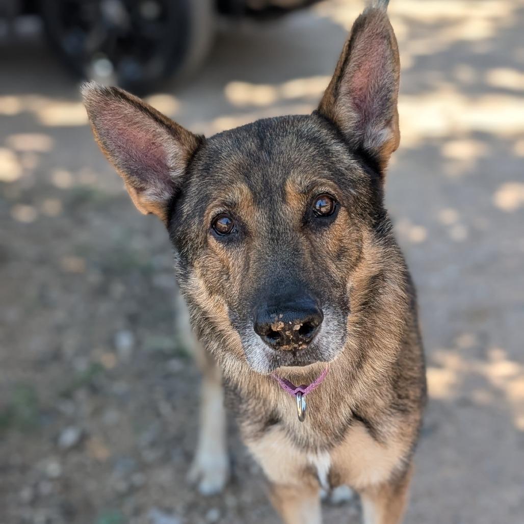 Enlarge Fresier, a Adoptable mixed breed in Buchanan Dam, TX image 4/4