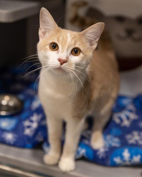 BUDDY, Adoptable, Young Male Domestic Short Hair.
