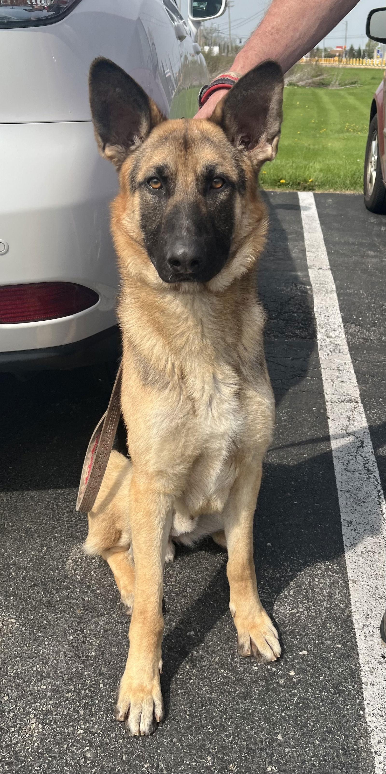 FRiTZ-Adopted, a Adopted German Shepherd Dog image 1/3