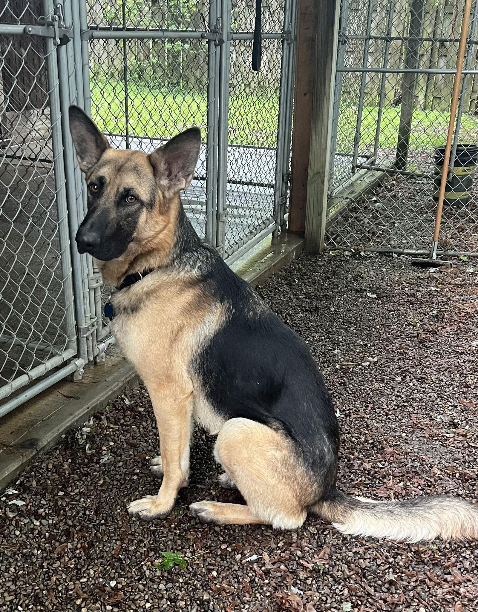 FRiTZ-Adopted, a Adopted German Shepherd Dog image 2/3