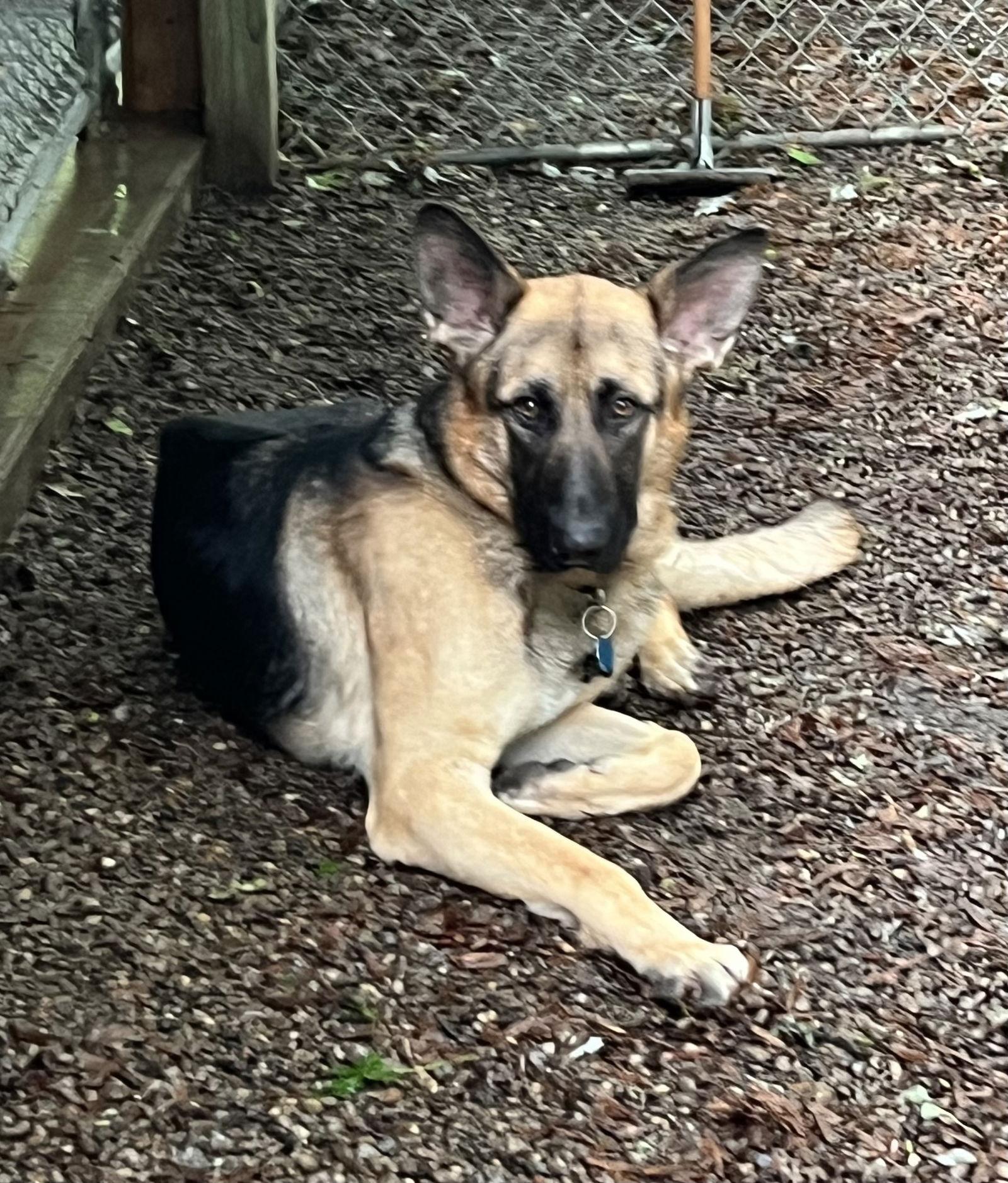 FRiTZ-Adopted, a Adopted German Shepherd Dog image 3/3