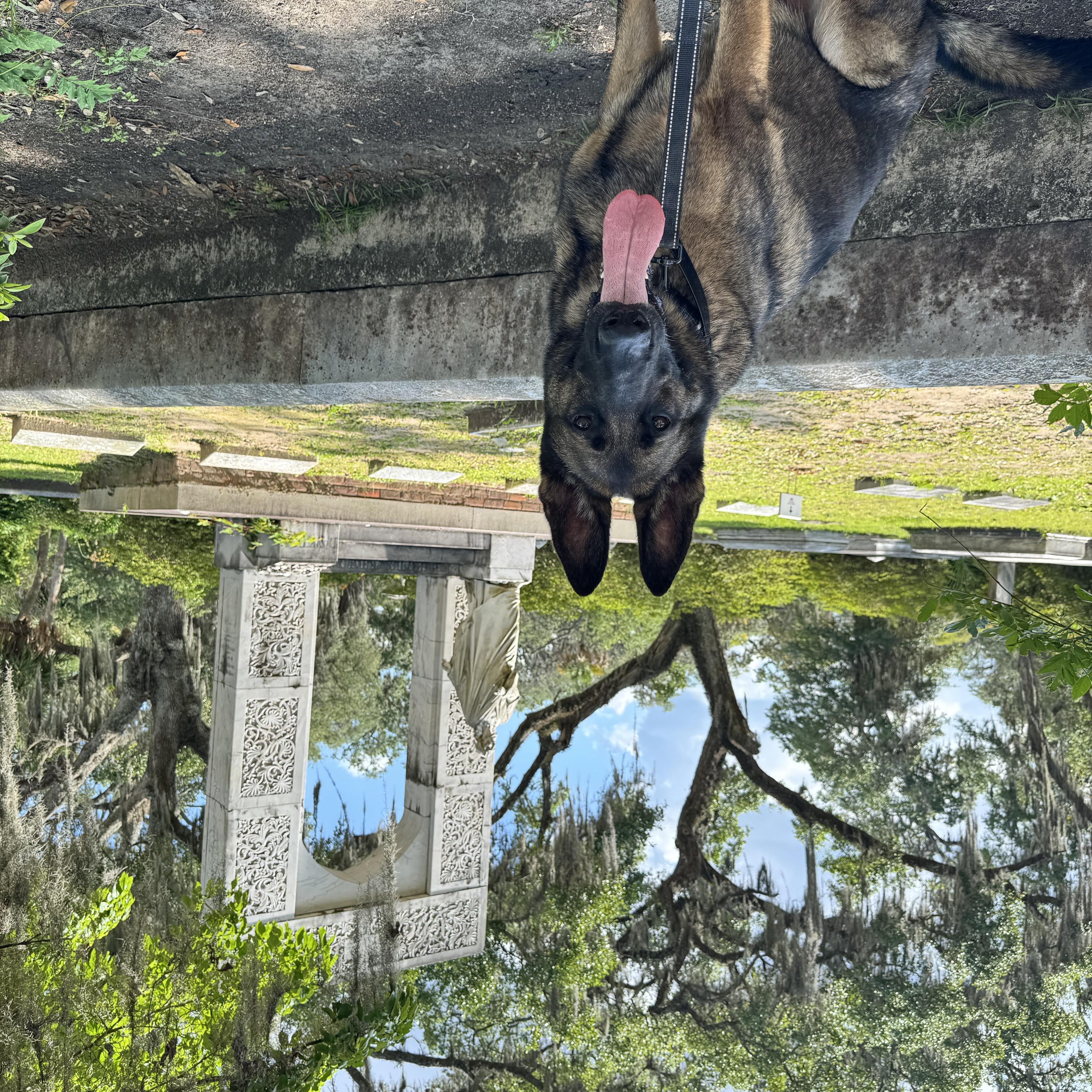 Enlarge Apollo, a Adoptable German Shepherd Dog in Roswell, GA image 3/3