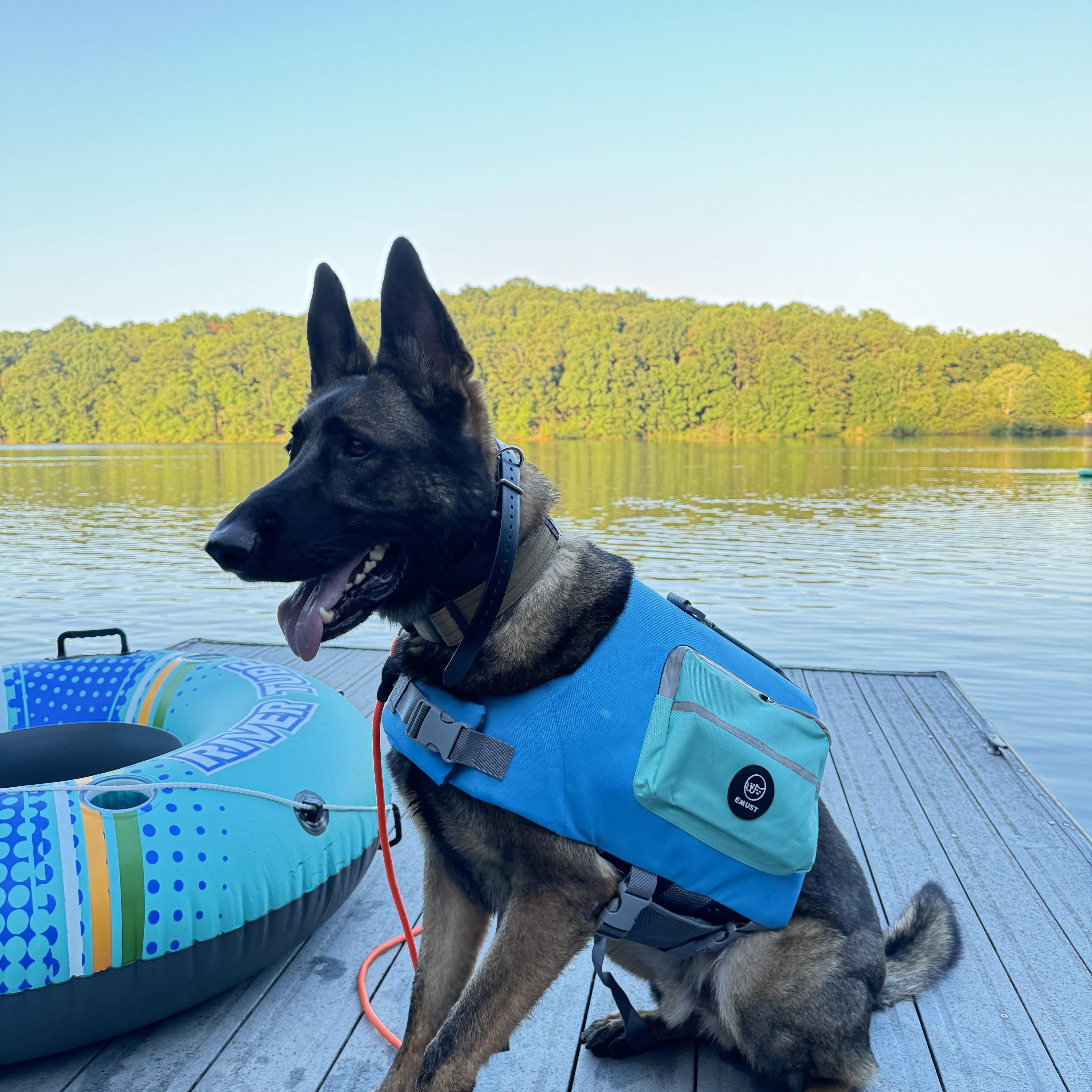 Apollo, Adoptable, Adult Male German Shepherd Dog.