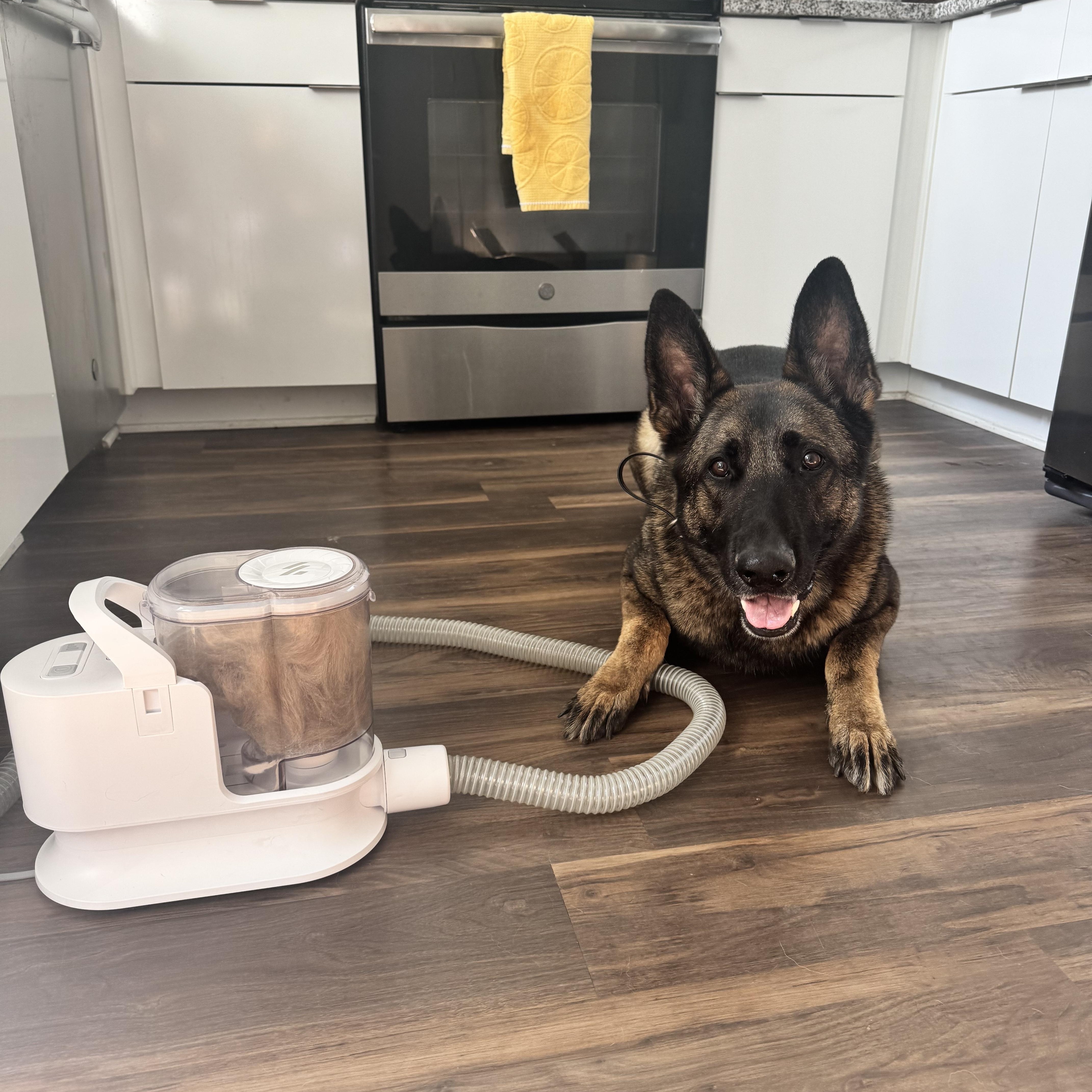 Enlarge Apollo, a Adoptable German Shepherd Dog in Roswell, GA image 2/3