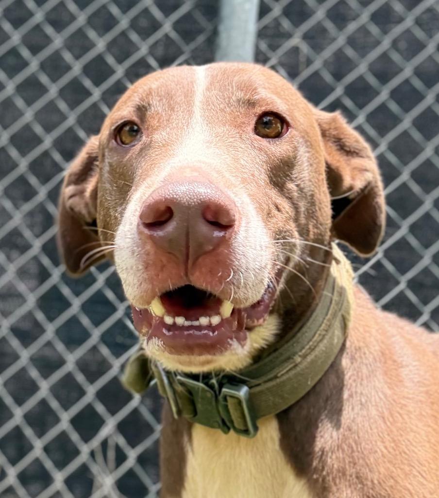 Rex, Adoptable, Young Male Labrador Retriever.