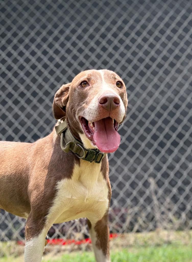 Rex, a Adoptable mixed breed in Nacogdoches, TX image 2/4