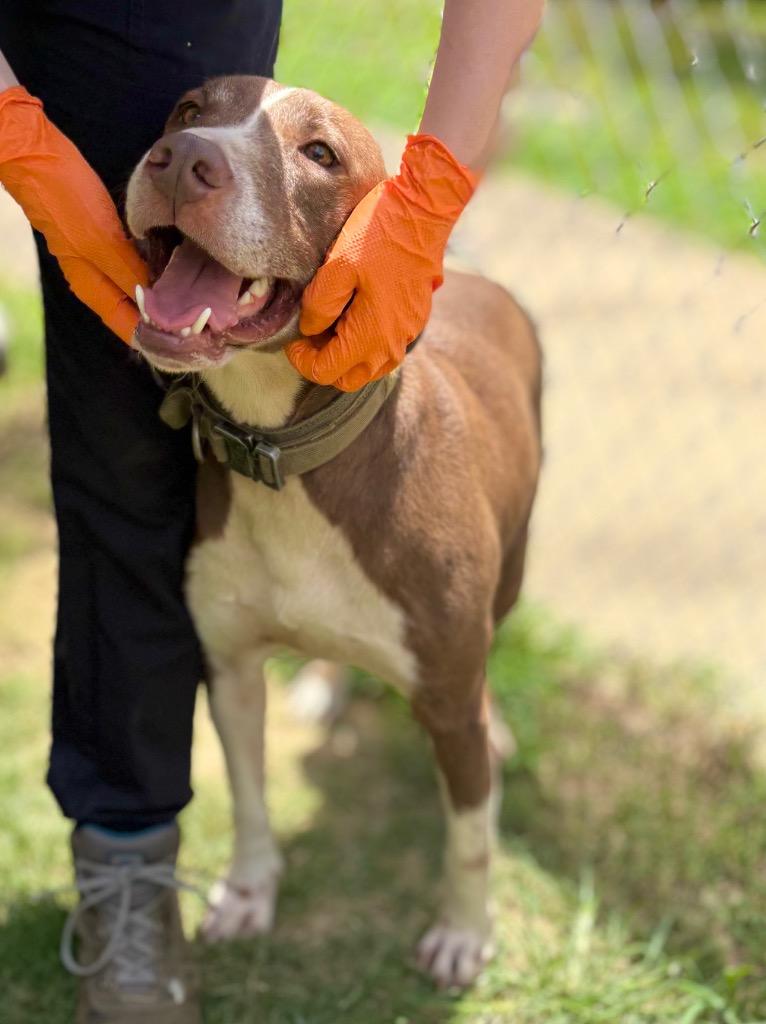 Rex, a Adoptable mixed breed in Nacogdoches, TX image 3/4