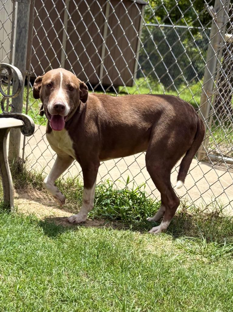 Rex, a Adoptable mixed breed in Nacogdoches, TX image 4/4