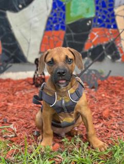 MANI, Adoptable, Young Male Labrador Retriever.