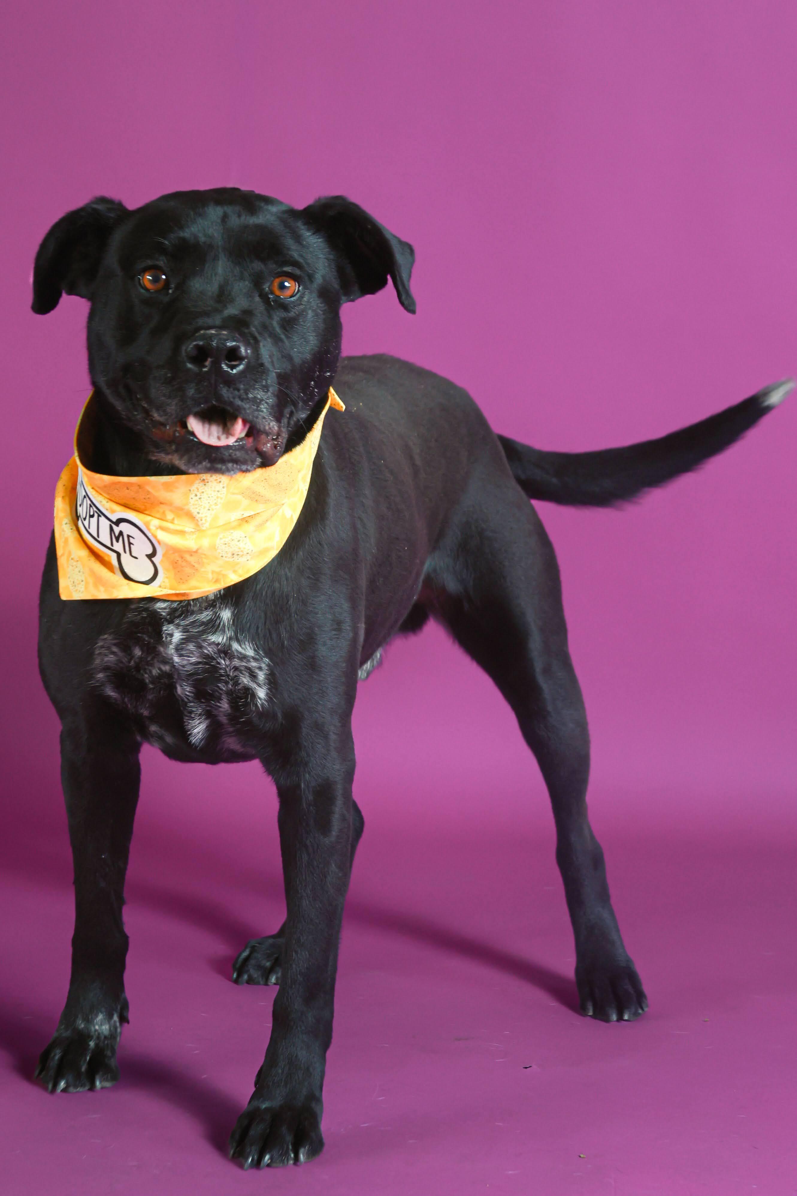 Enlarge Hanky (92606), a ADOPTABLE mixed breed in Spanish Fork, UT image 1/1