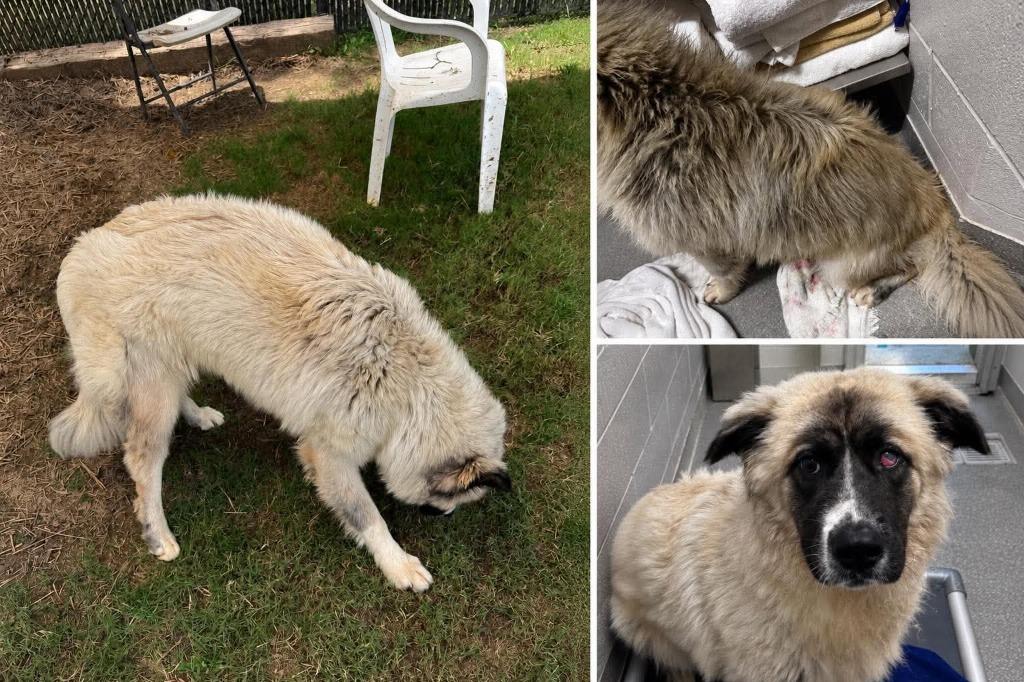 Magnolia AKA Maggie, Adoptable, Young Female Great Pyrenees.