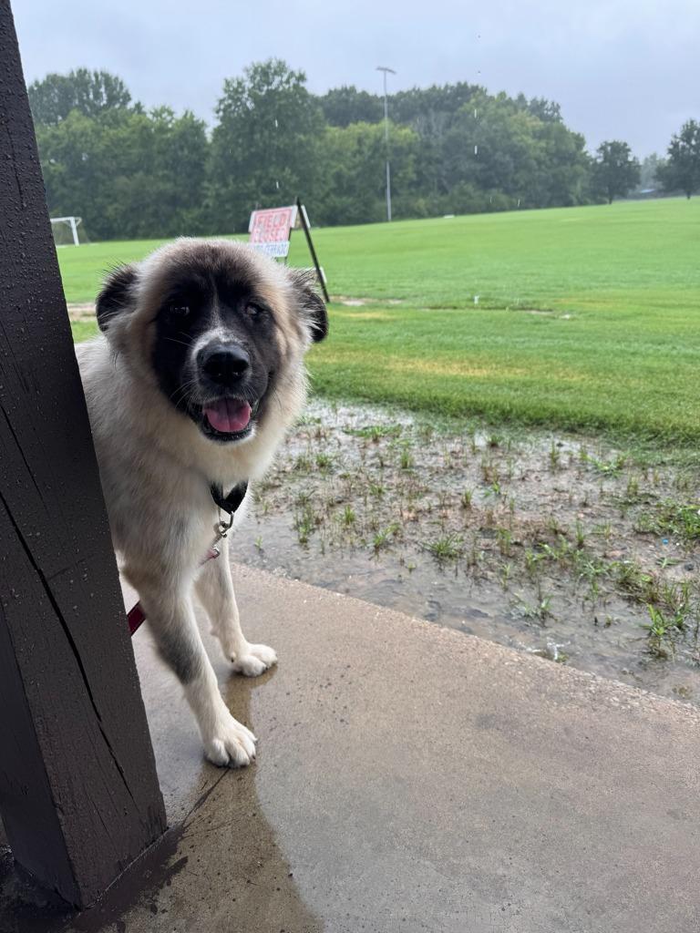 Magnolia AKA Maggie, a Adoptable mixed breed in East Ridge, TN image 2/6