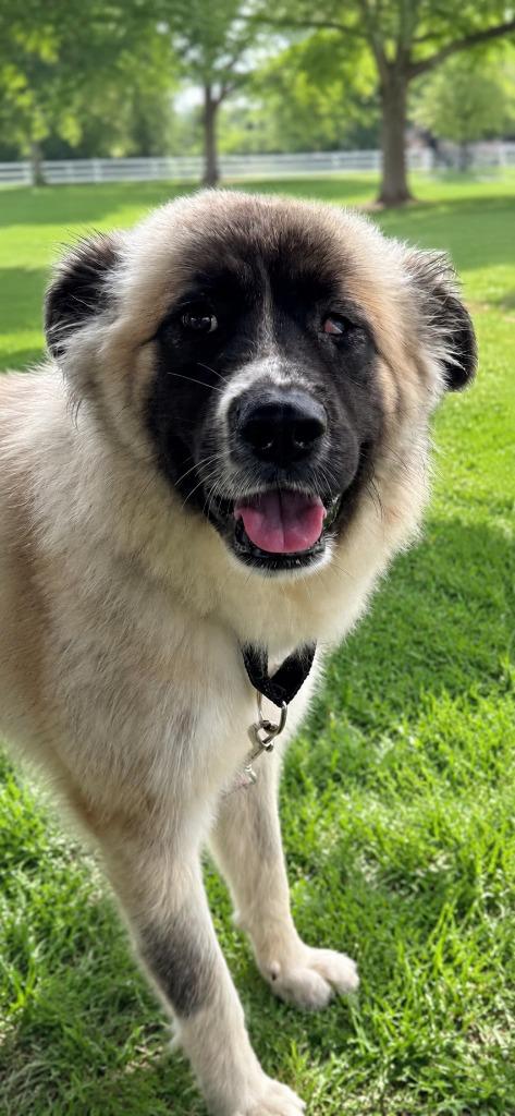 Magnolia AKA Maggie, a Adoptable mixed breed in East Ridge, TN image 3/6
