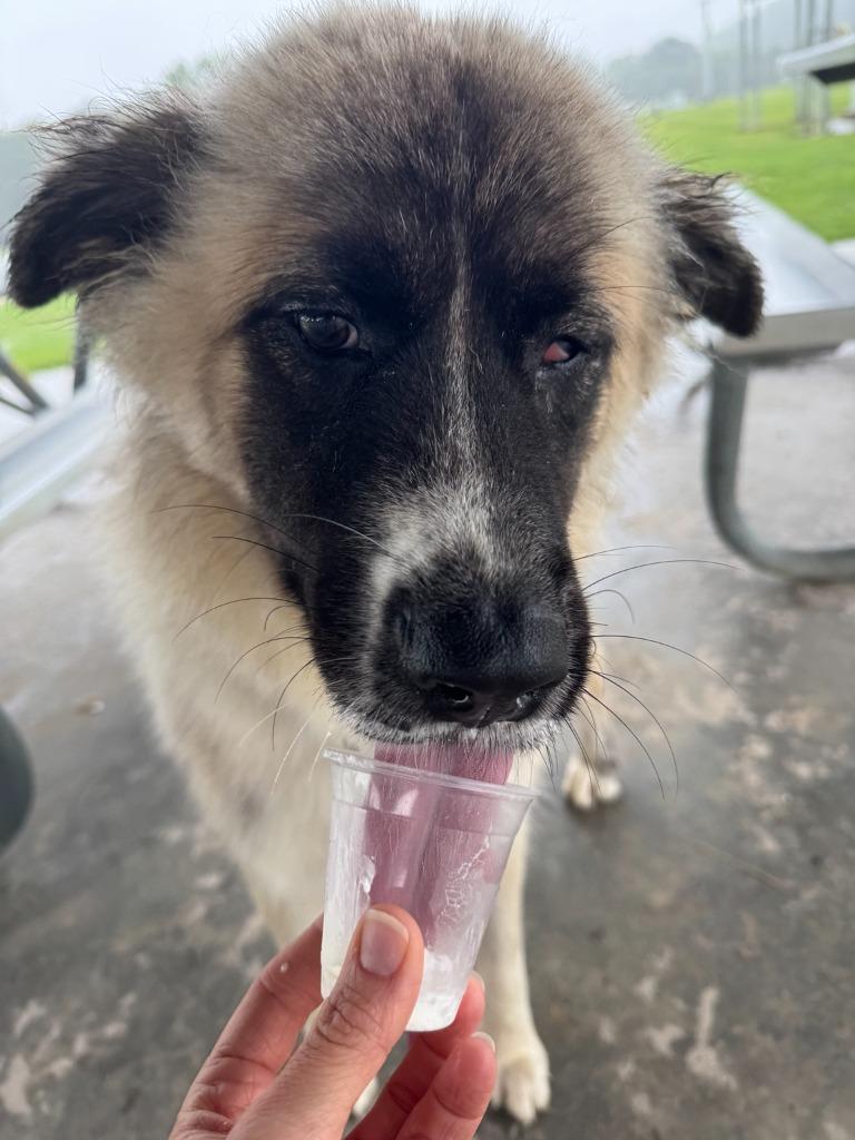 Magnolia AKA Maggie, a Adoptable mixed breed in East Ridge, TN image 5/6