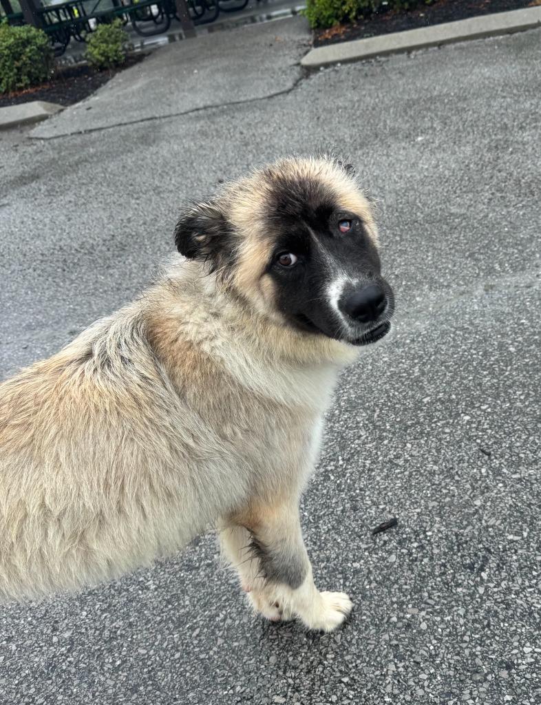 Magnolia AKA Maggie, a Adoptable mixed breed in East Ridge, TN image 6/6