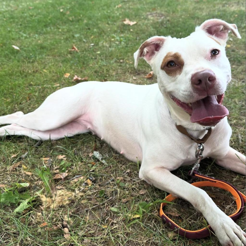 Clover -My adoption fee is fully sponsored! Thank you Evan and Callie, Adoptable, Adult Female Mixed Breed.