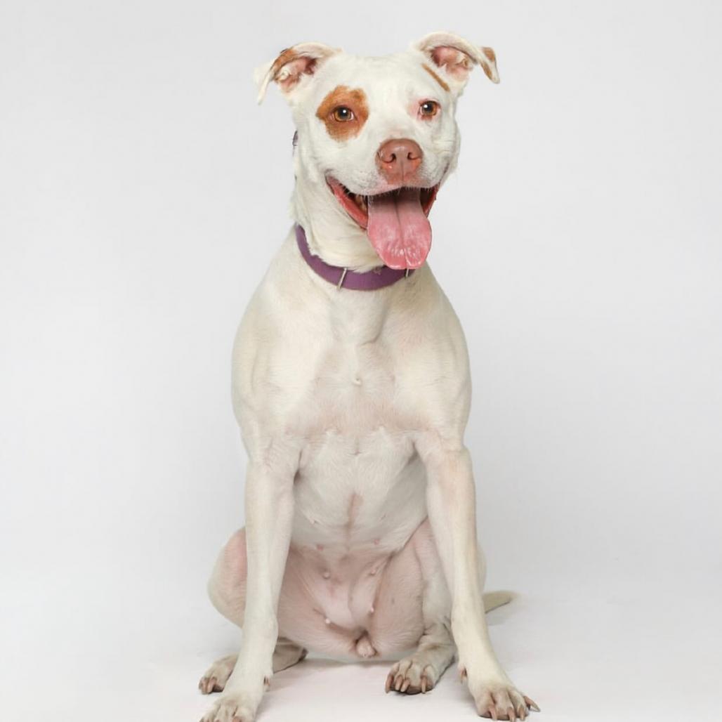 Enlarge Clover -My adoption fee is fully sponsored! Thank you Evan and Callie, a Adoptable Mixed Breed in Wappingers Falls, NY image 2/6