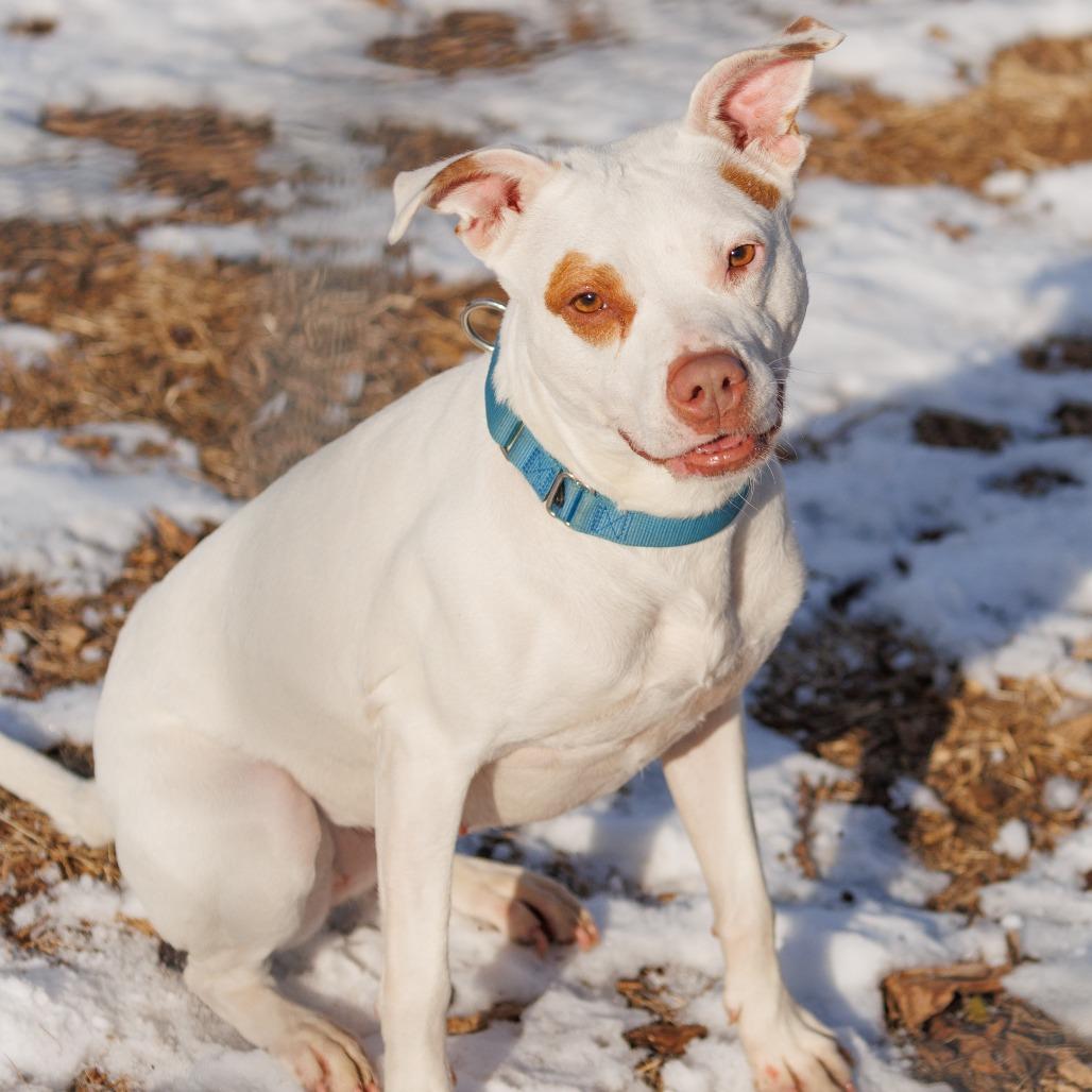 Clover -My adoption fee is fully sponsored! Thank you Evan and Callie, a Adoptable Mixed Breed in Wappingers Falls, NY image 3/6