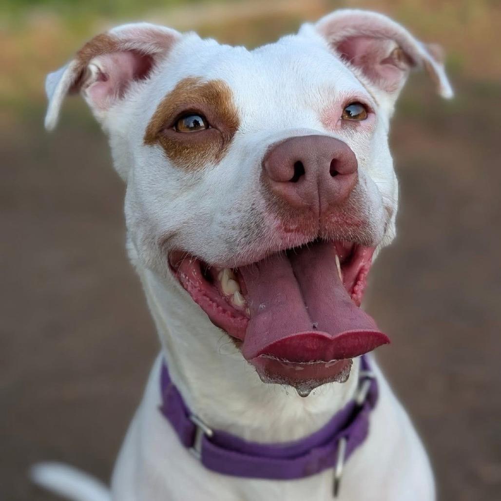 Clover -My adoption fee is fully sponsored! Thank you Evan and Callie, a Adoptable Mixed Breed in Wappingers Falls, NY image 4/6