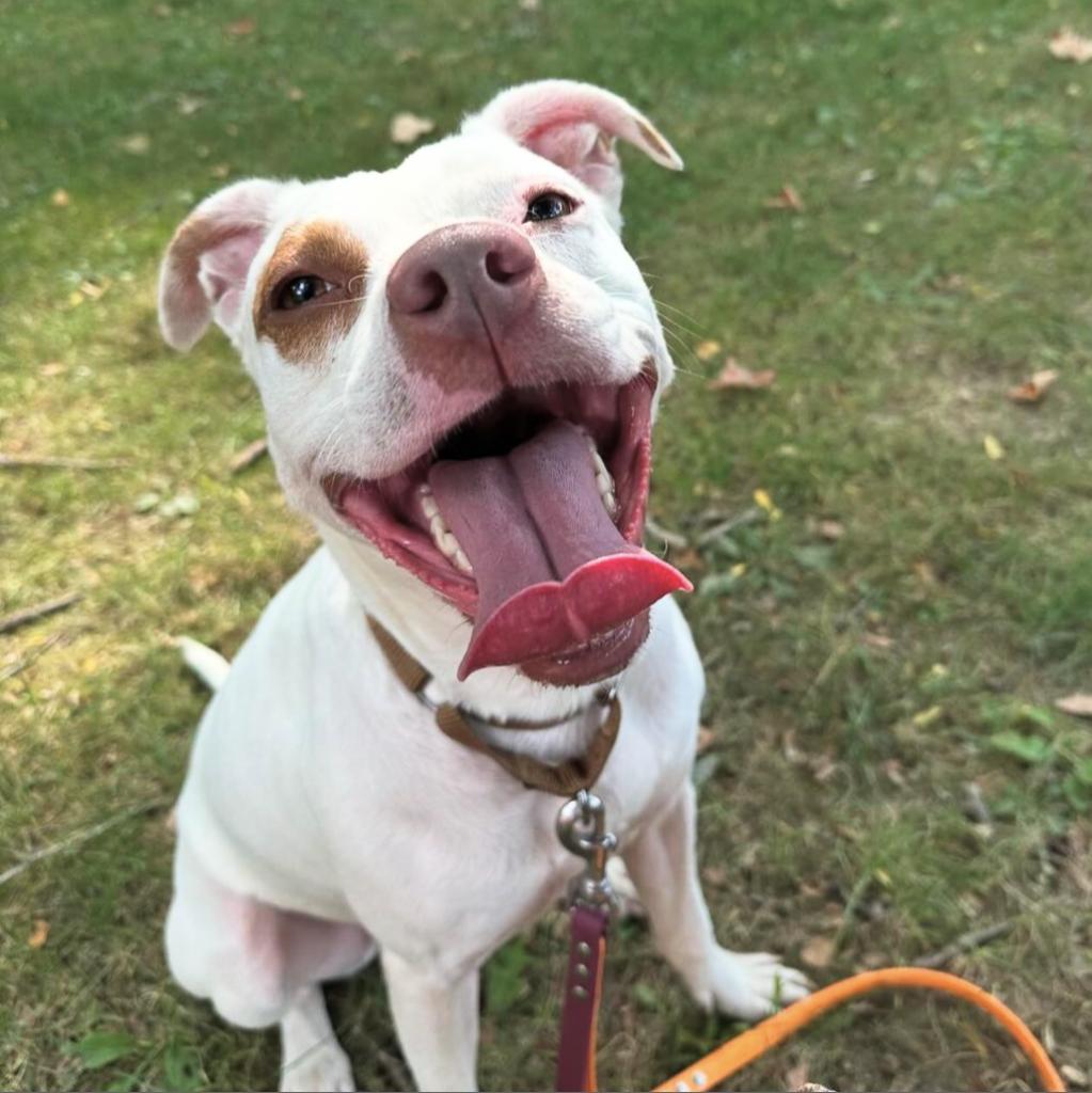 Clover -My adoption fee is fully sponsored! Thank you Evan and Callie, a Adoptable Mixed Breed in Wappingers Falls, NY image 5/6