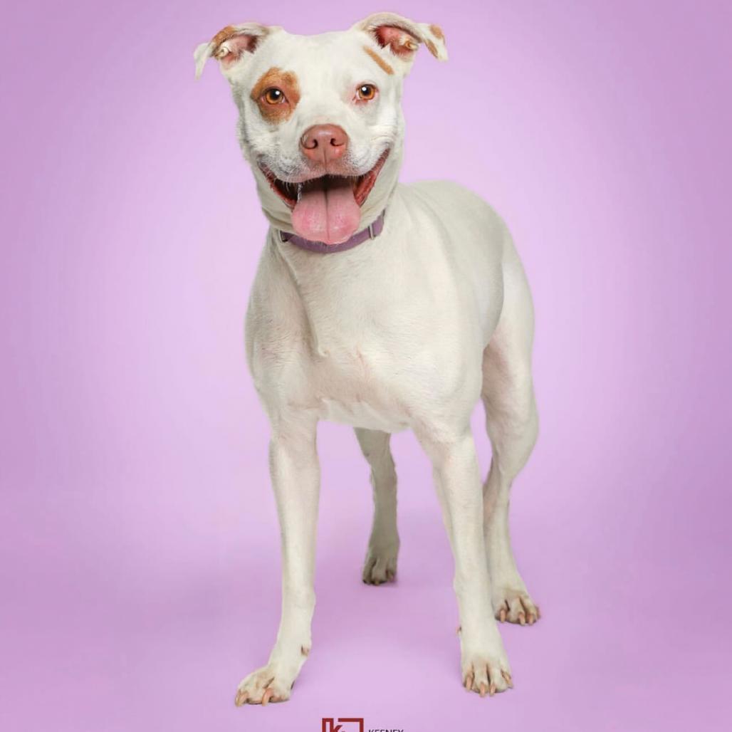 Clover -My adoption fee is fully sponsored! Thank you Evan and Callie, a Adoptable Mixed Breed in Wappingers Falls, NY image 6/6