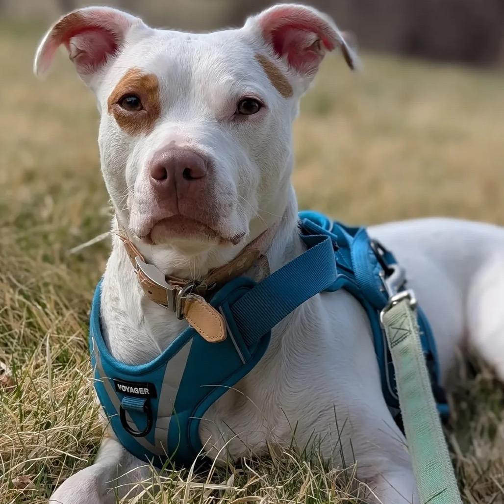 Enlarge Clover -My adoption fee is fully sponsored! Thank you Evan and Callie, a Adoptable Mixed Breed in Wappingers Falls, NY image 6/6