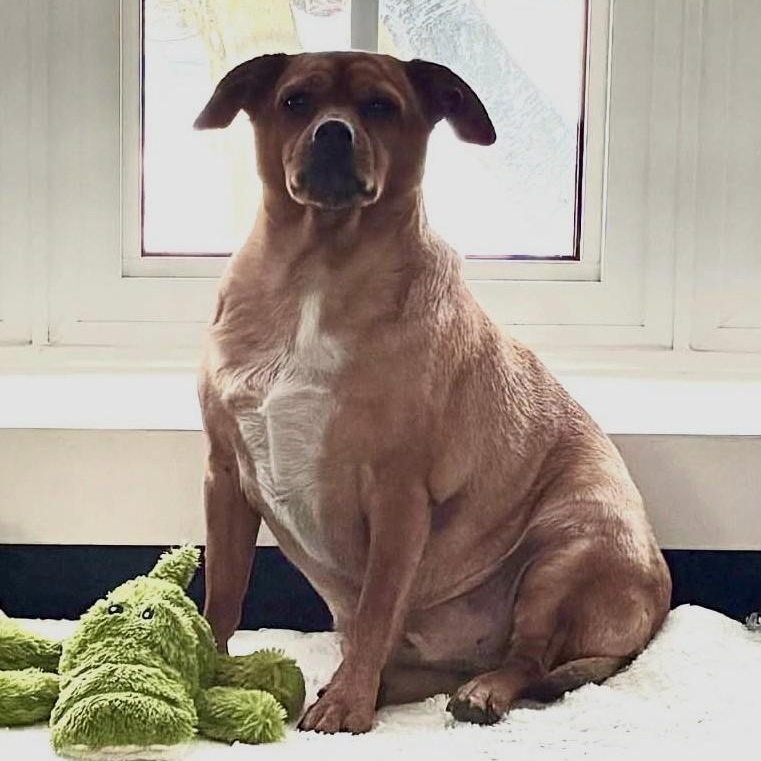 Enlarge Tucker (UPDATED!), a ADOPTABLE mixed breed in Scarborough, ON image 5/6