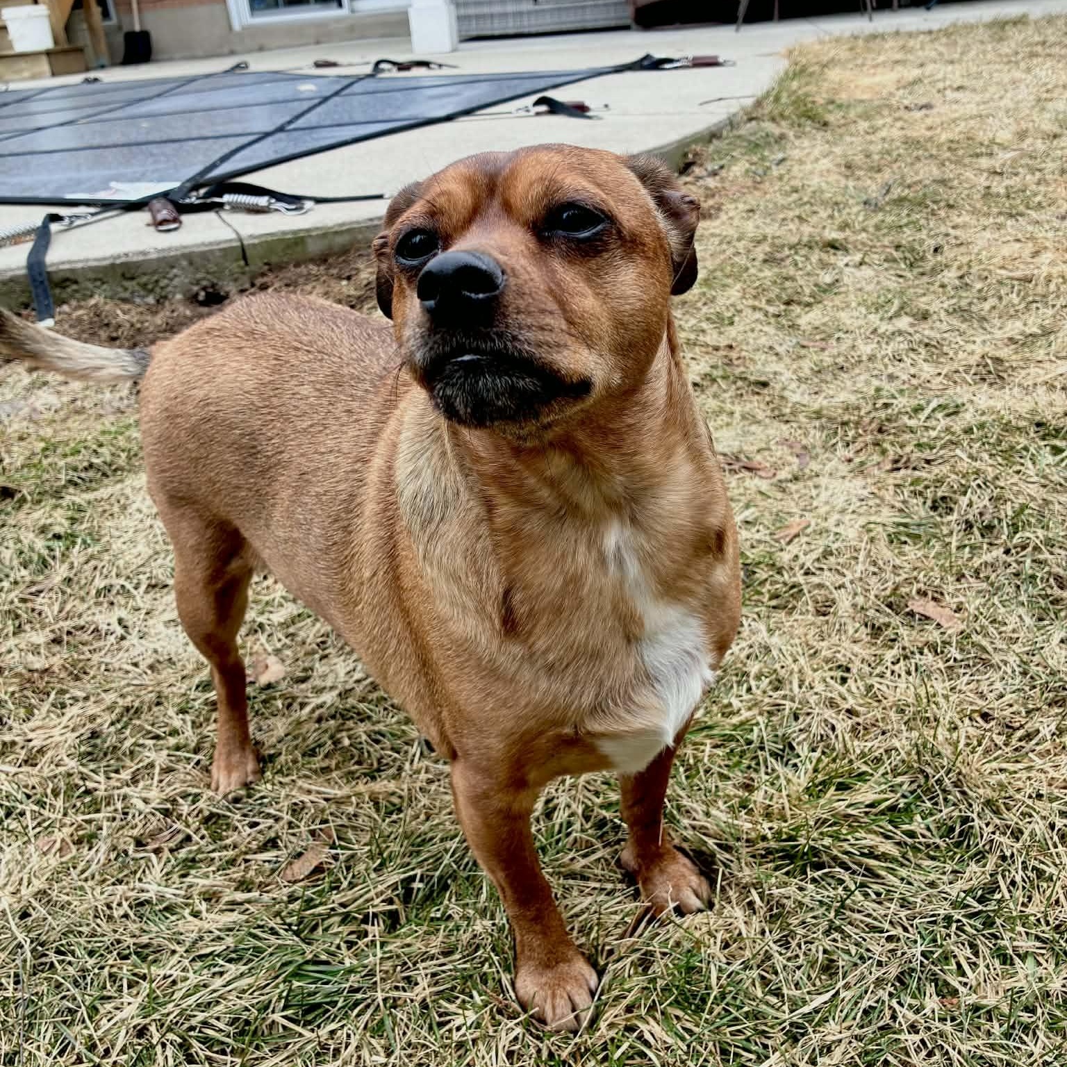 Enlarge Tucker (UPDATED!), a ADOPTABLE mixed breed in Scarborough, ON image 4/6