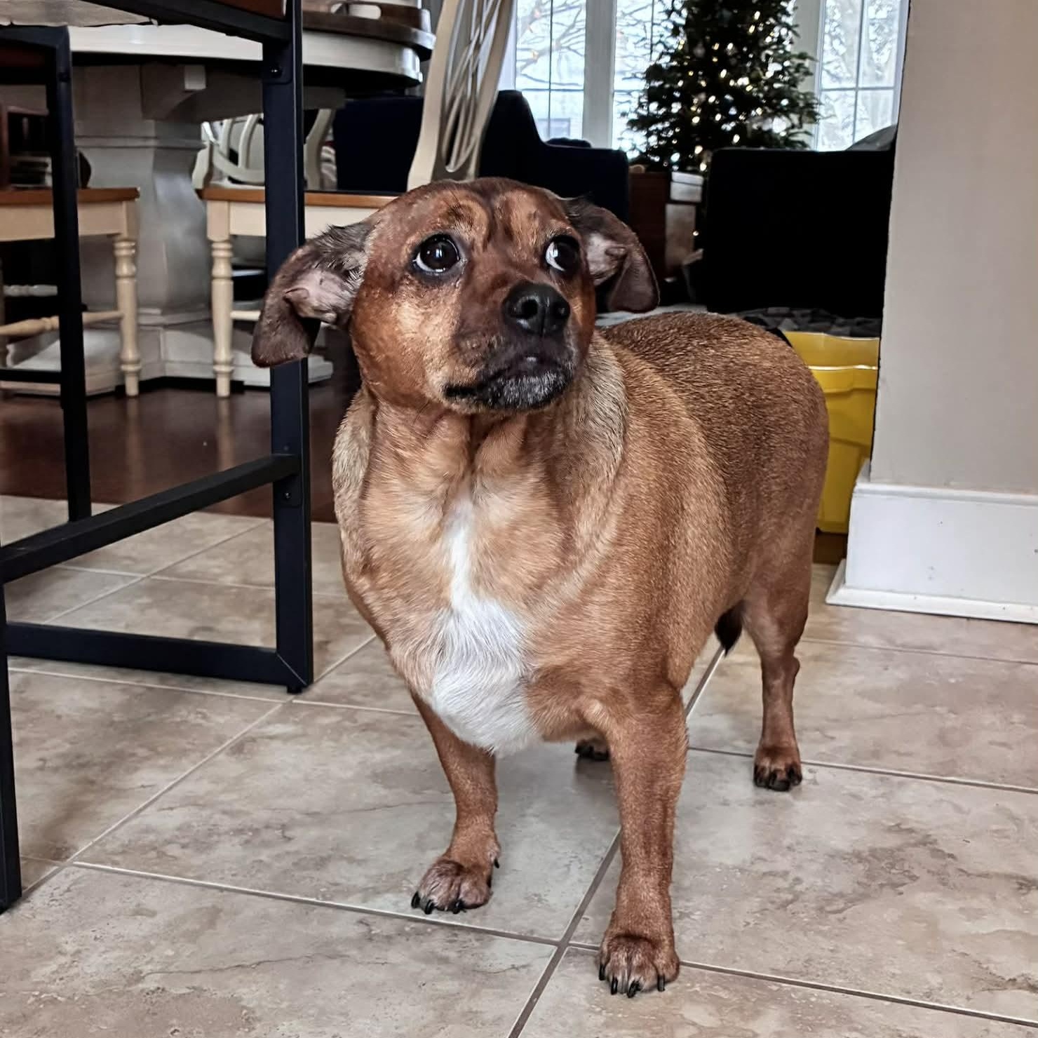 Enlarge Tucker, a ADOPTABLE mixed breed in Scarborough, ON image 4/6