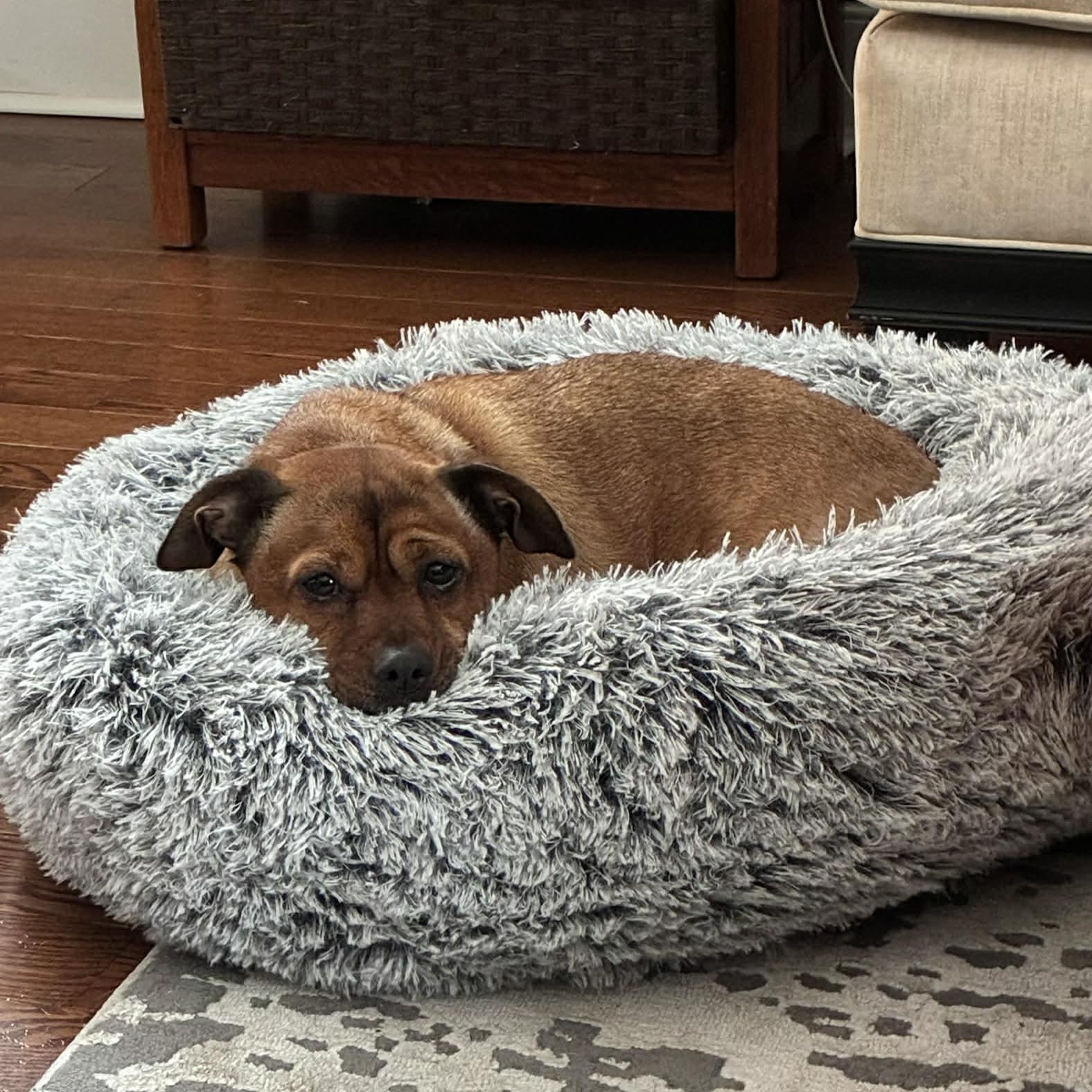 Enlarge Tucker, a ADOPTABLE mixed breed in Scarborough, ON image 5/6