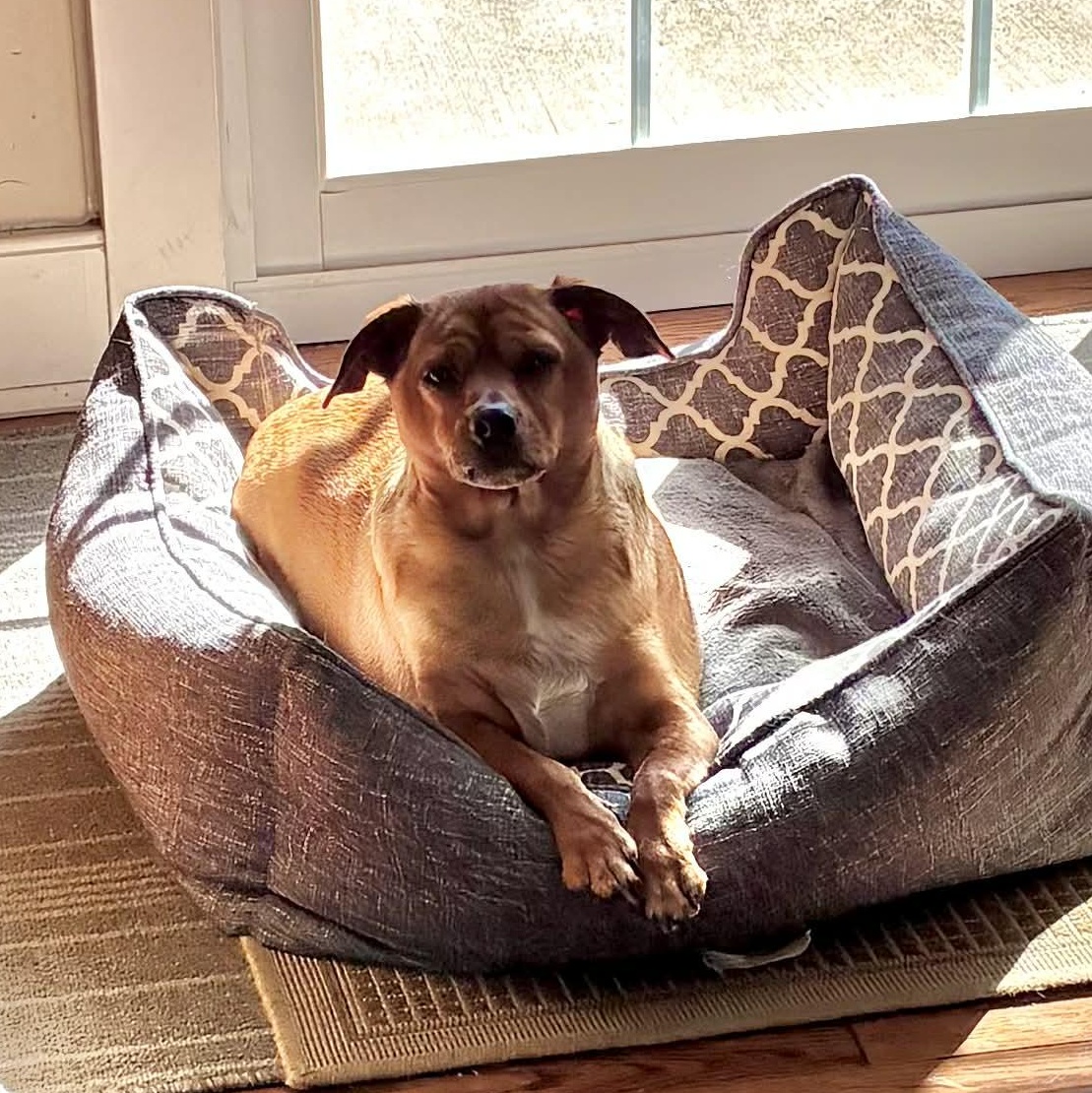 Enlarge Tucker (UPDATED!), a ADOPTABLE mixed breed in Scarborough, ON image 2/6