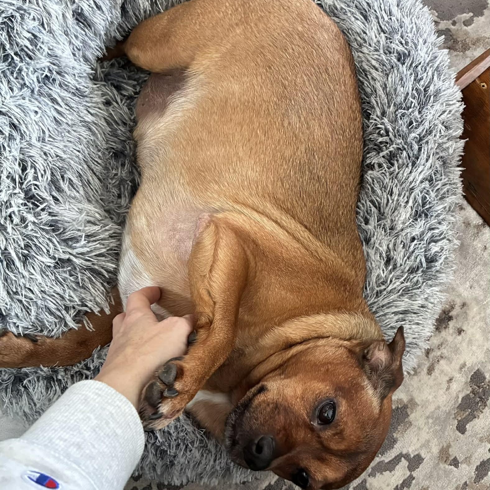 Enlarge Tucker, a ADOPTABLE mixed breed in Scarborough, ON image 6/6