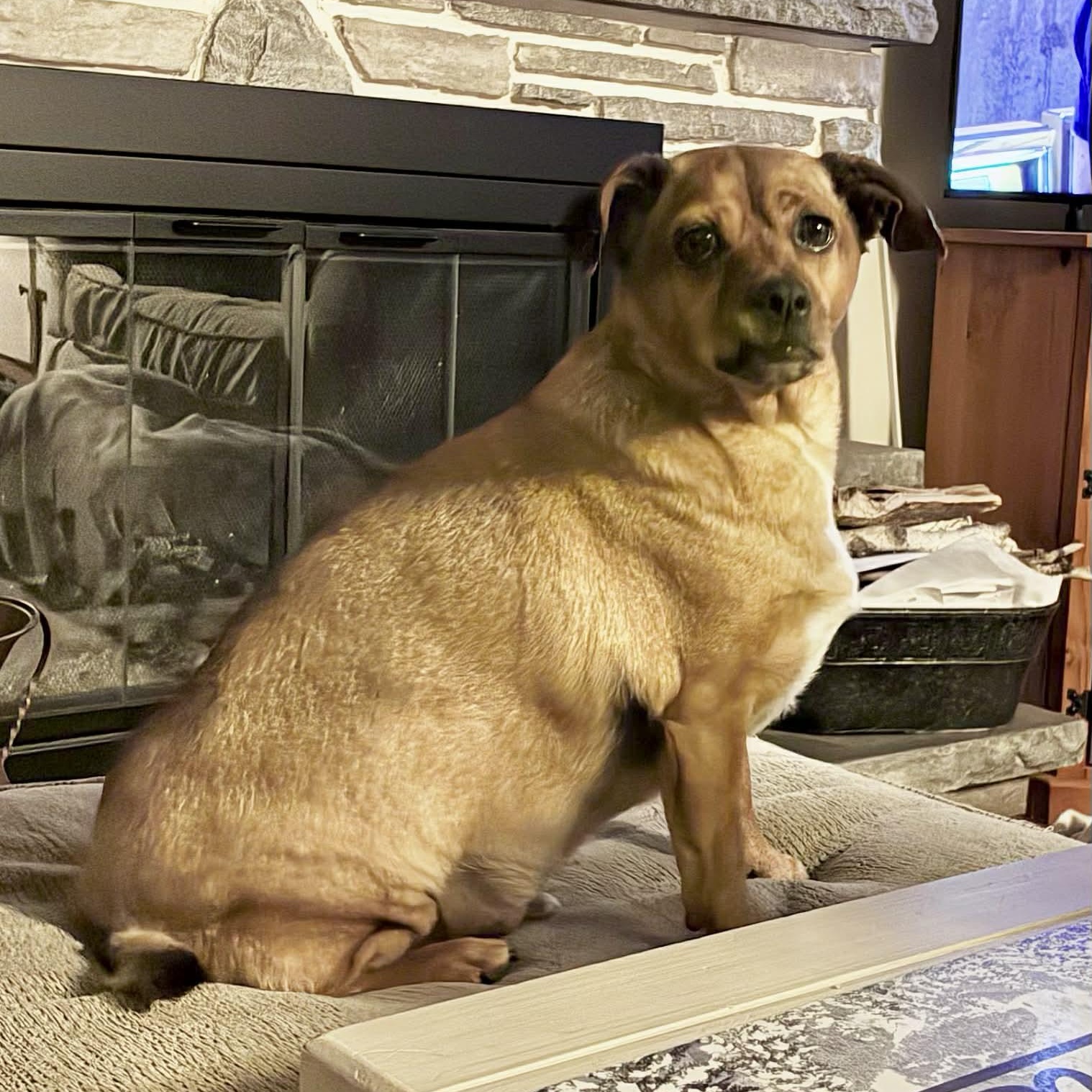 Enlarge Tucker (UPDATED!), a ADOPTABLE mixed breed in Scarborough, ON image 1/6