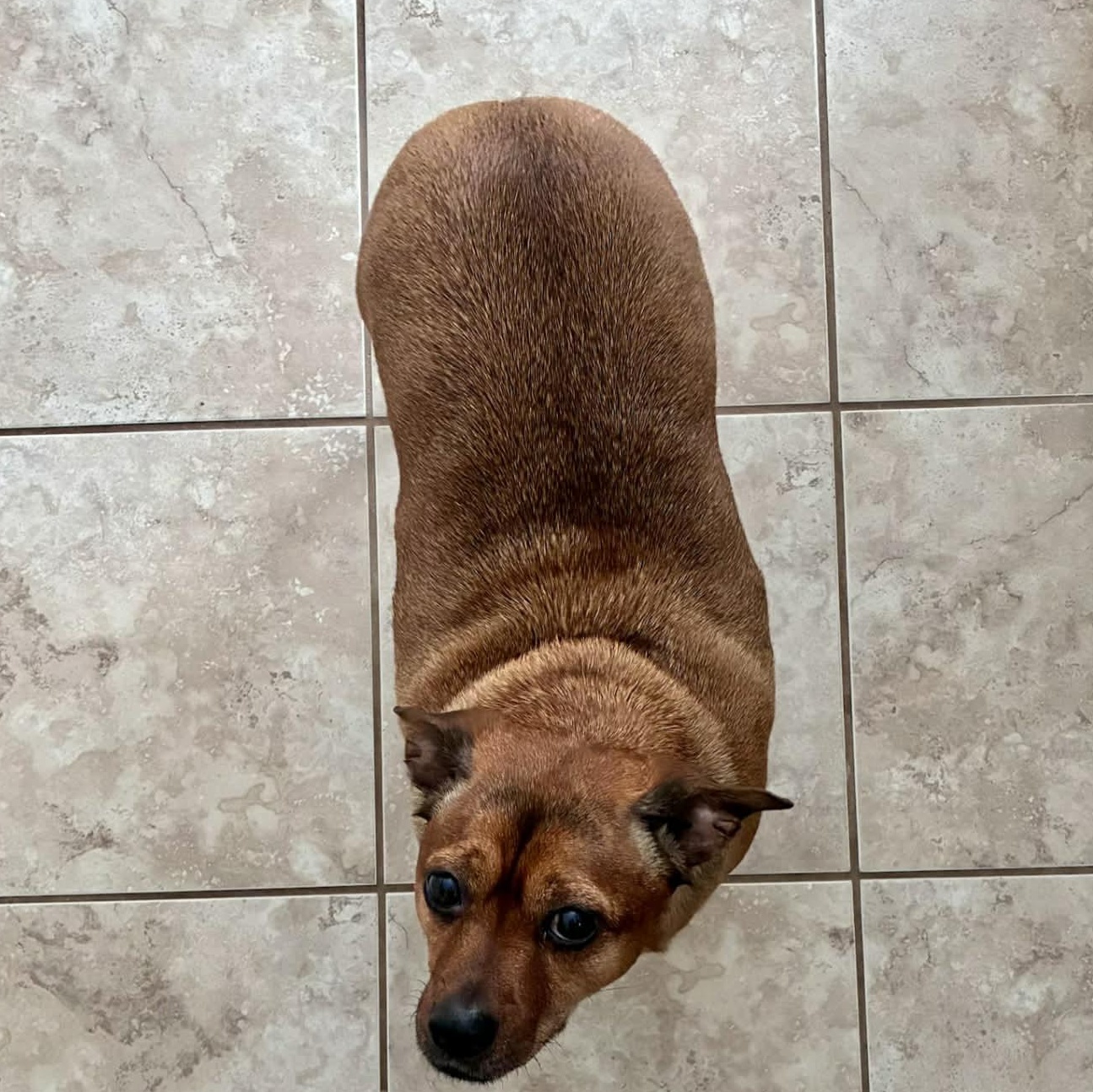 Enlarge Tucker, a ADOPTABLE mixed breed in Scarborough, ON image 3/6