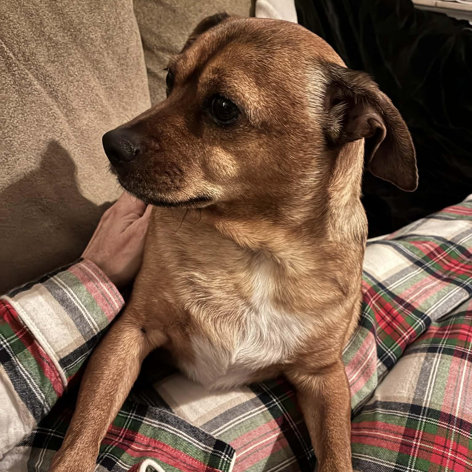 Enlarge Tucker (UPDATED!), a ADOPTABLE mixed breed in Scarborough, ON image 3/6