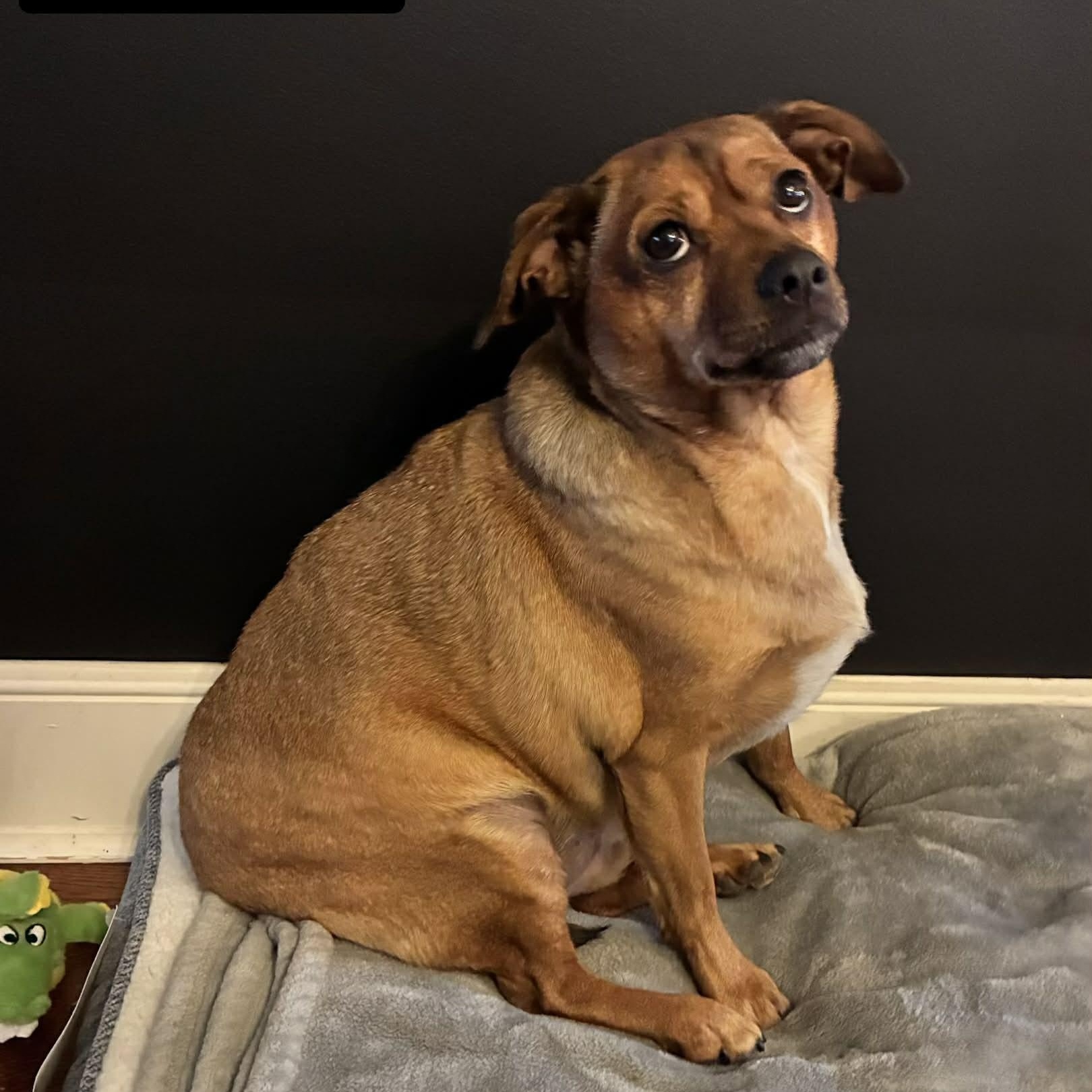 Enlarge Tucker, a ADOPTABLE mixed breed in Scarborough, ON image 2/6