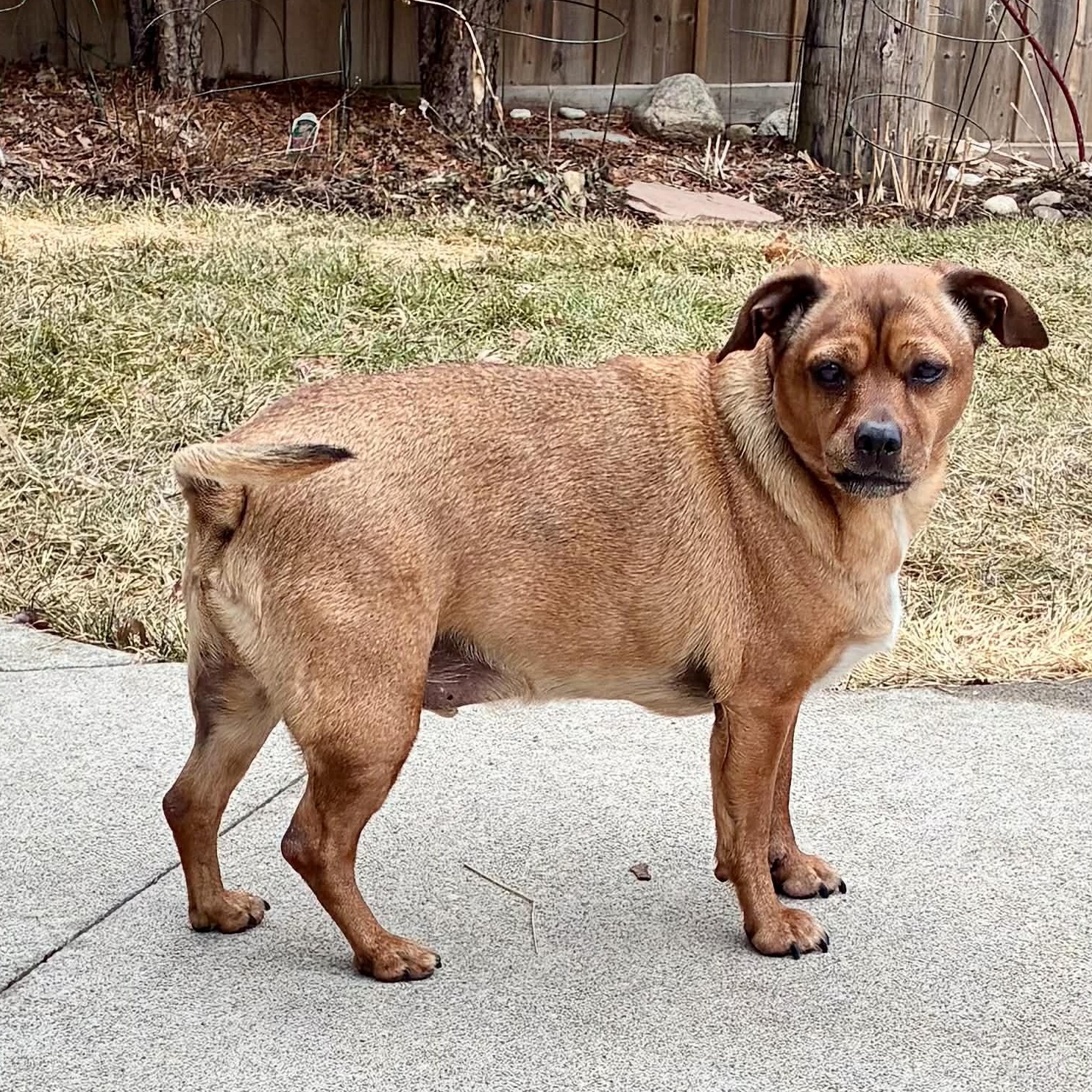 Enlarge Tucker (UPDATED!), a ADOPTABLE mixed breed in Scarborough, ON image 6/6