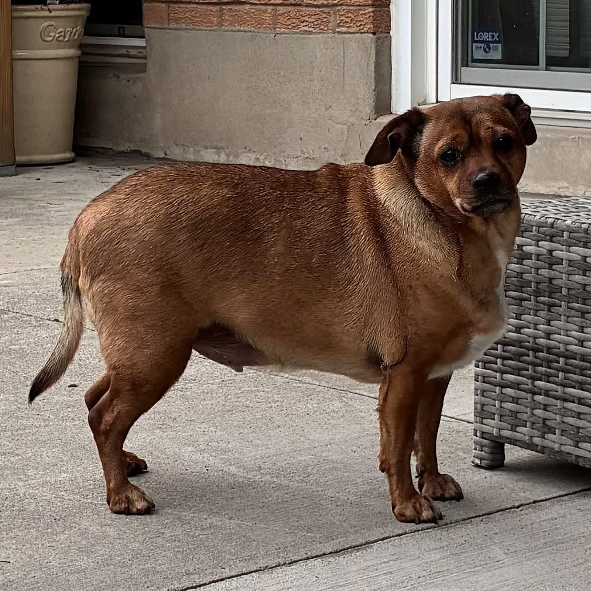 Enlarge Tucker, a ADOPTABLE mixed breed in Scarborough, ON image 1/6