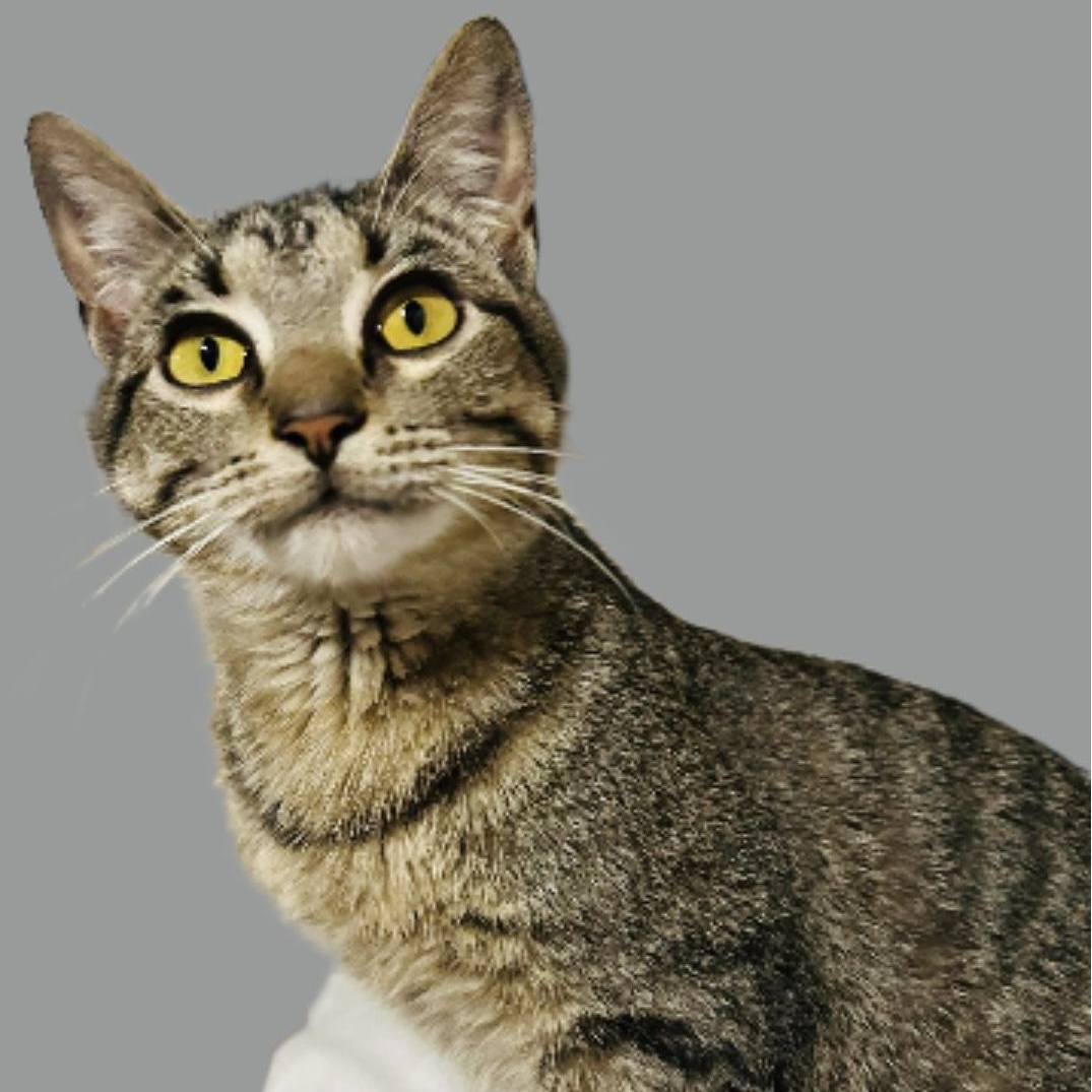 Enlarge Whiskerella, a Adopted Tabby in Rochester, NY image 2/4