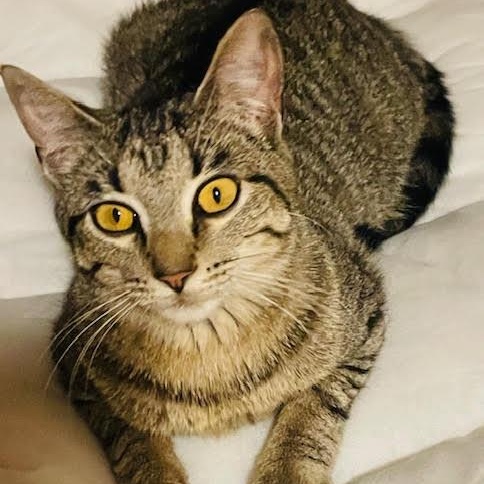 Enlarge Whiskerella, a Adopted Tabby in Rochester, NY image 4/4